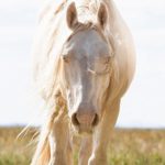 Mustang Monument Luxury Eco Resort Wild Horses