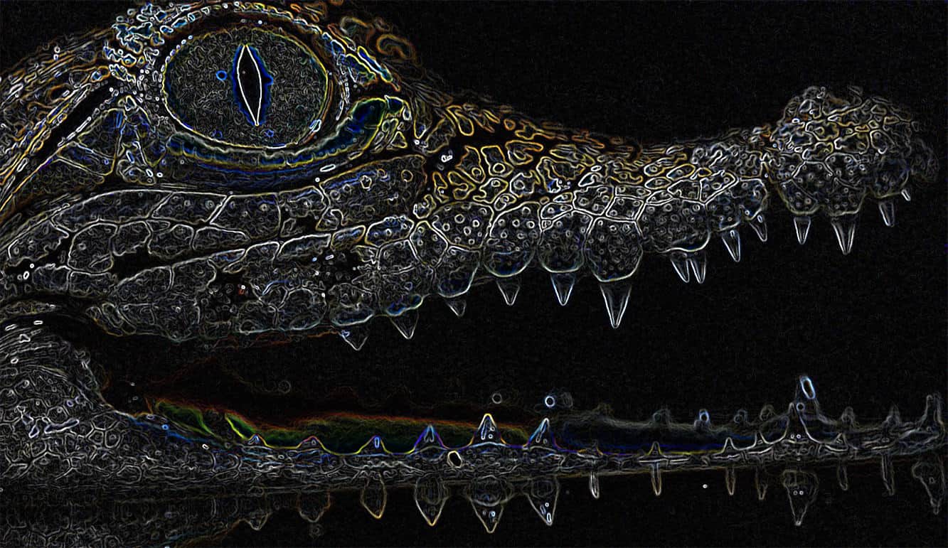 Sir David Attenborough Life on Earth | Lemontrend