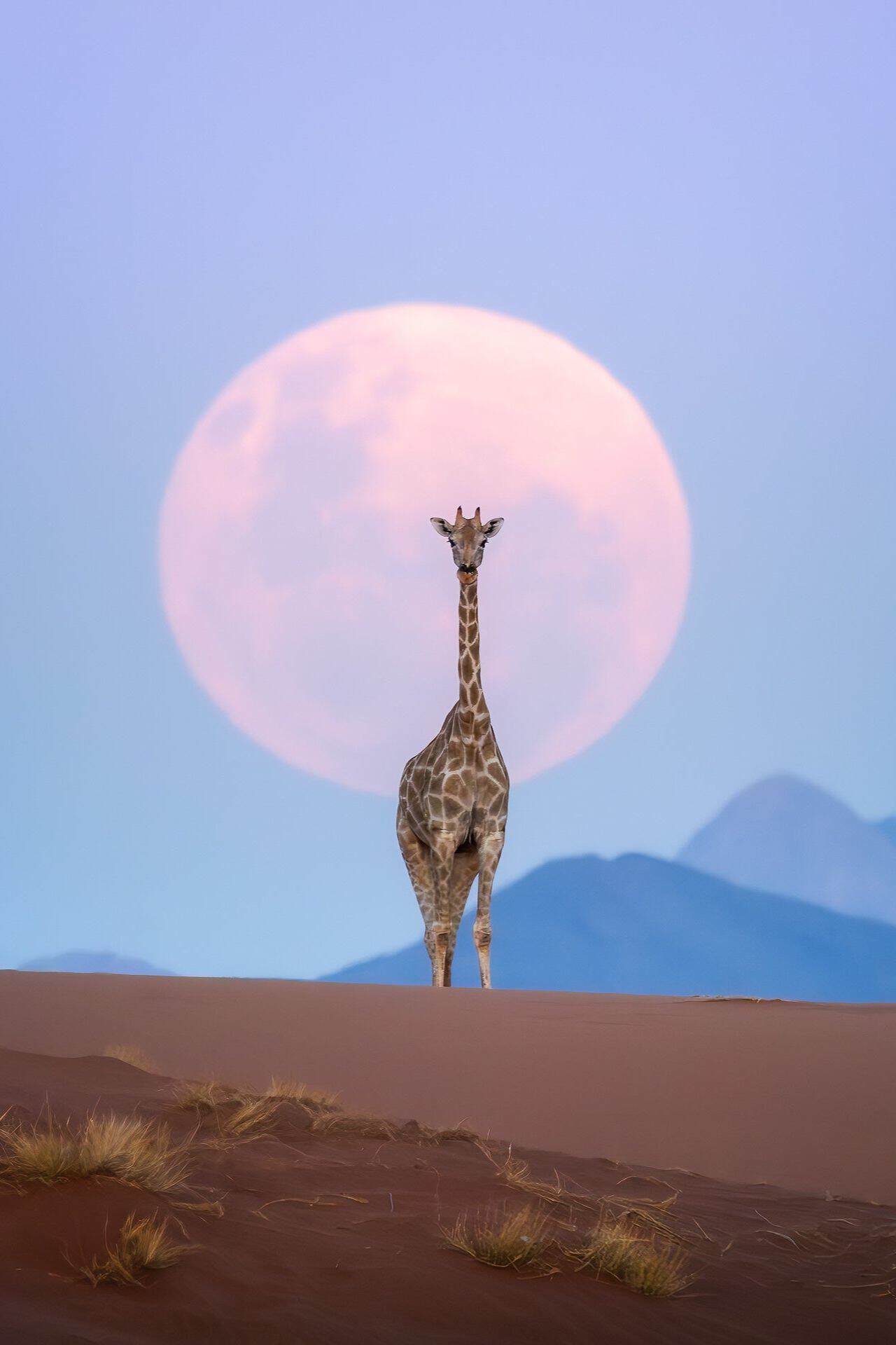 kyle-goetsch-giraffe-moon-alignment Kyle Goetsch Giraffe + moon alignment