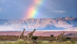 kyle-goetsch-giraffe-rainbow-namibia-savanna Kyle Goetsch giraffe rainbow namibia