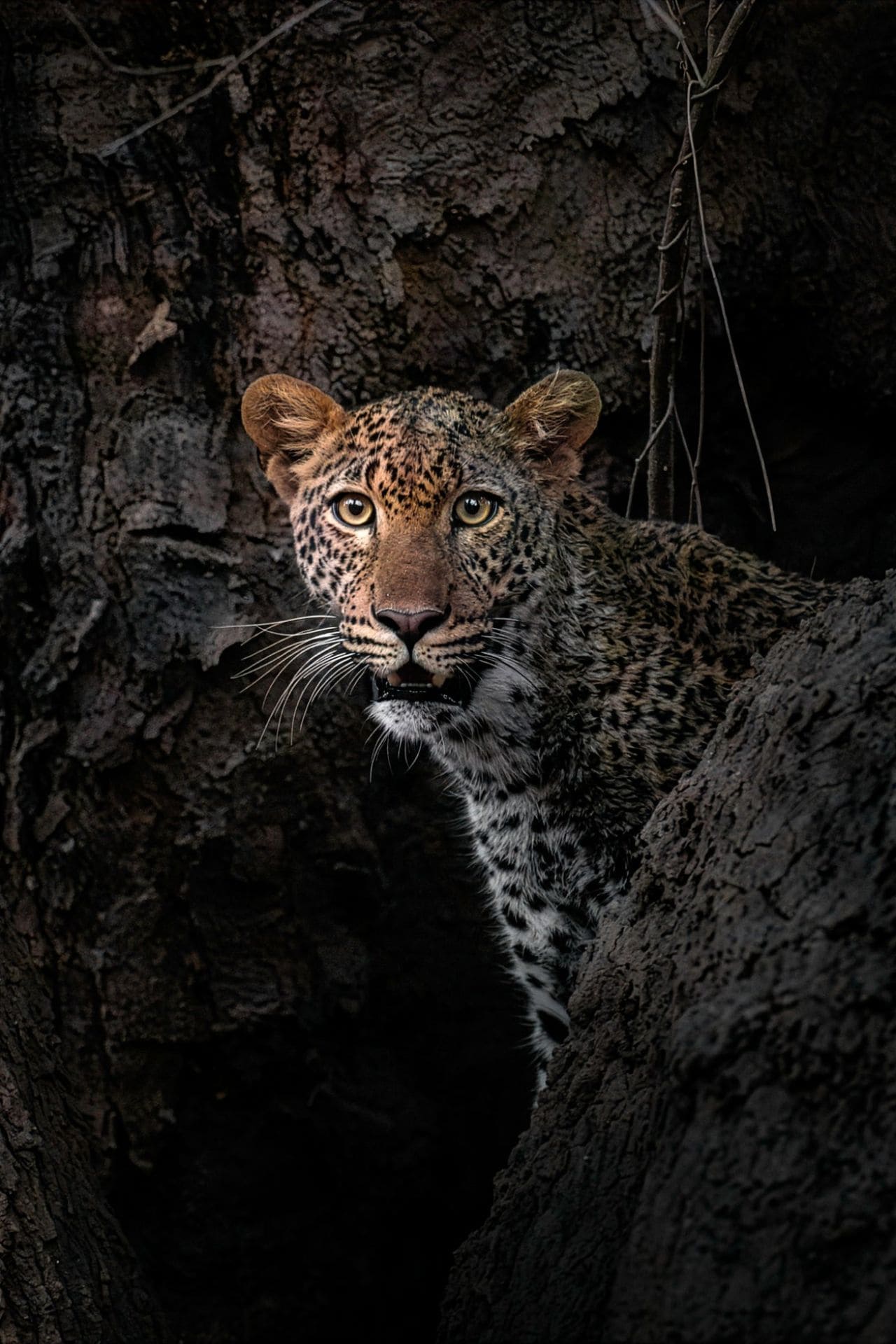 kyle-goetsch-leopard-portrait Kyle Goetsch Leopard Close up