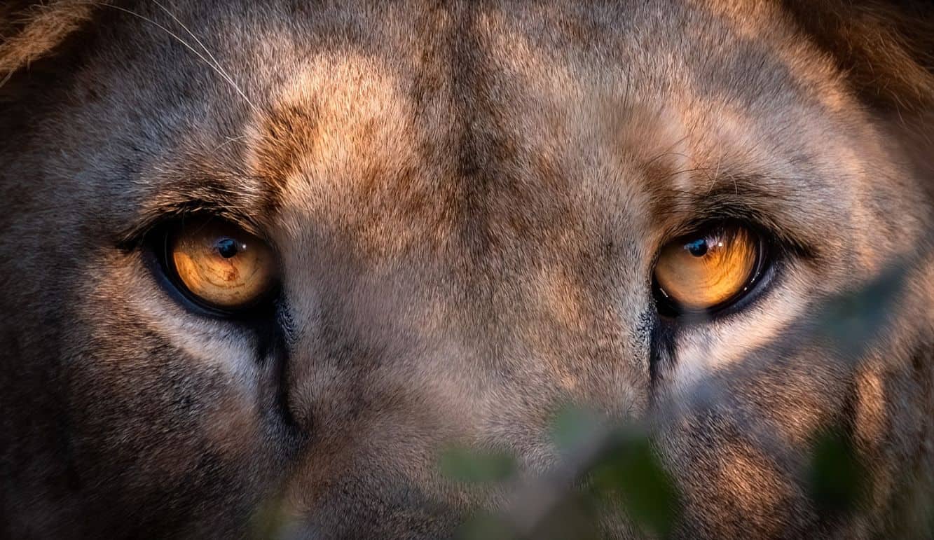 Kyle Goetsch Lion stare Close up