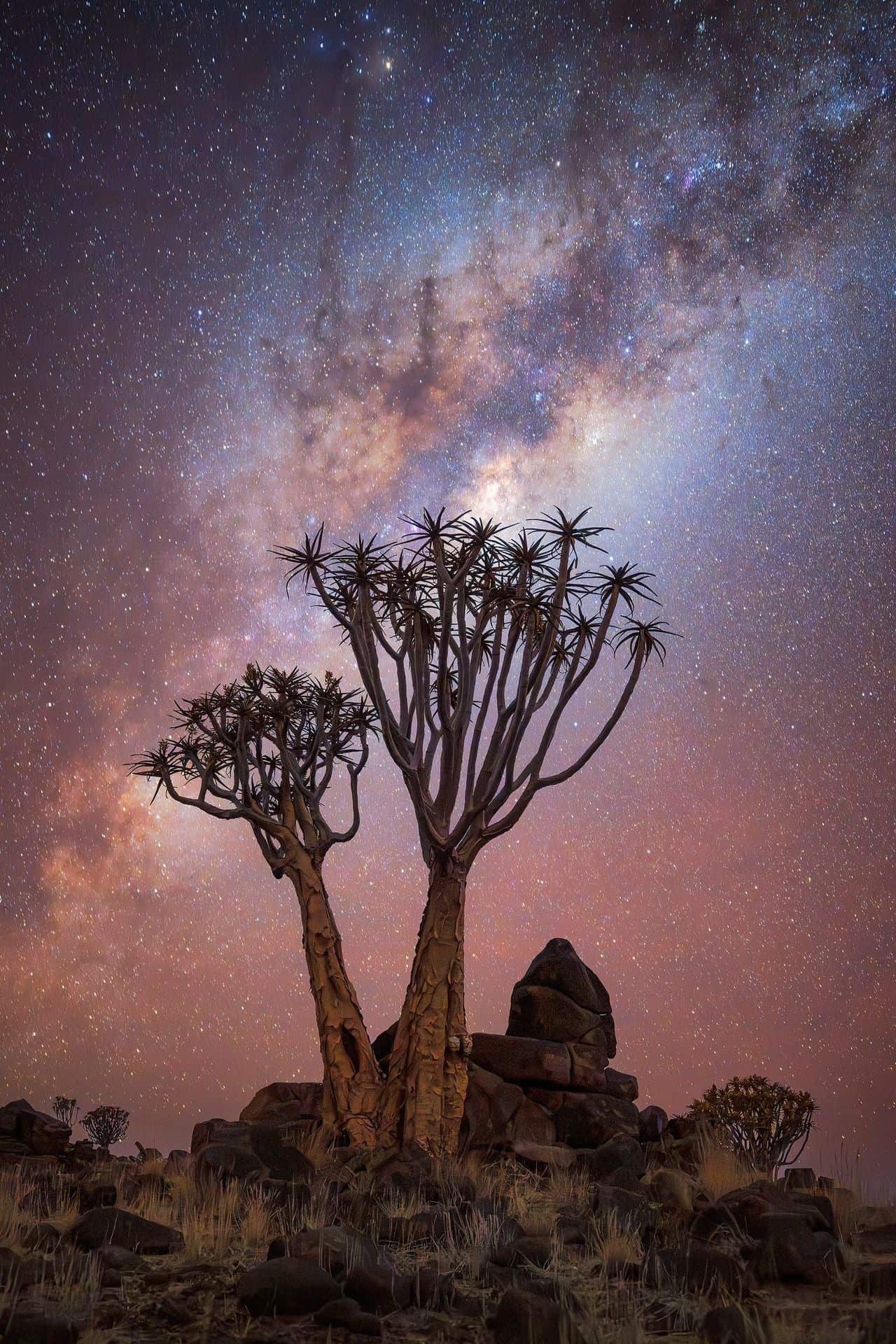 Kyle Goetsch quiver tree sunset Namibia landscape